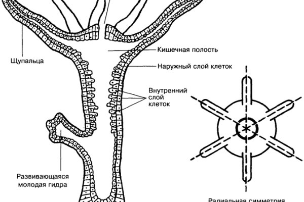 Не приходят деньги на кракен